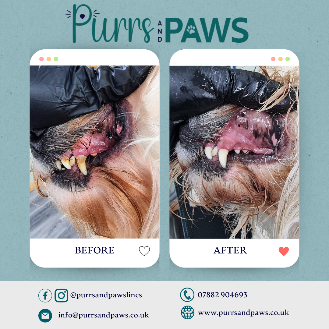 Emmi Pet Teeth Cleaning