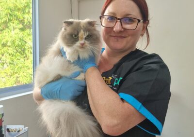 Learning Asian Fusion styling techniques for cats and dogs