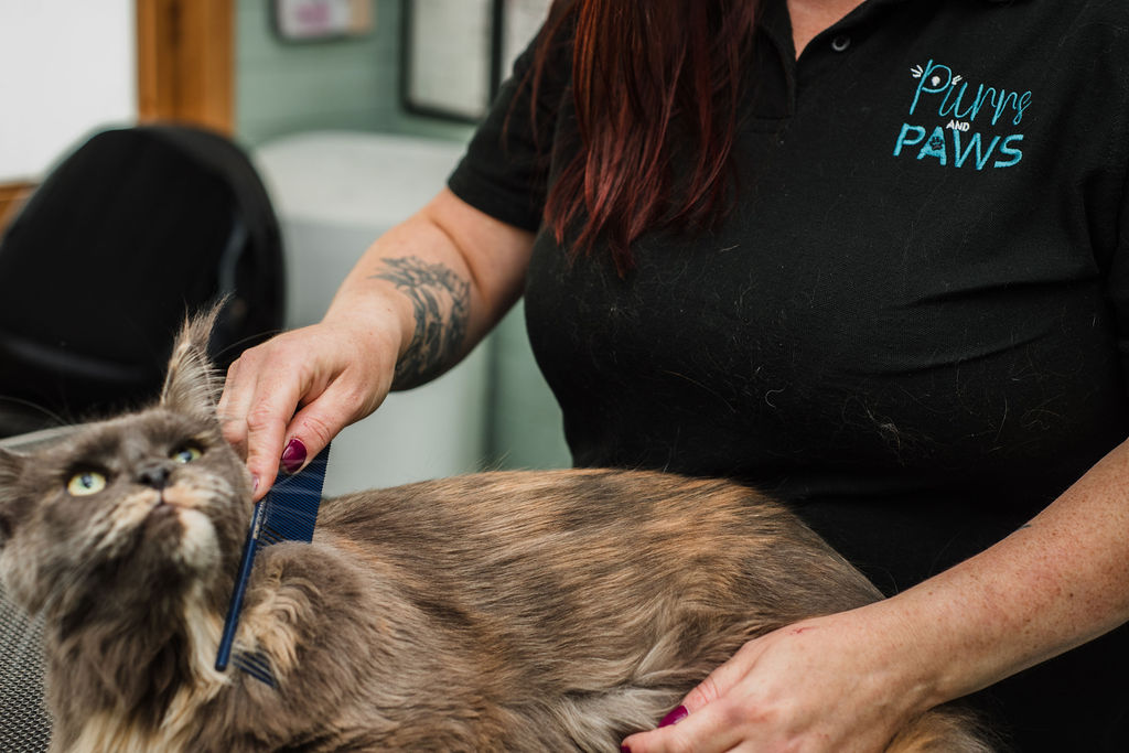 Maine coon cat being combed at Purrs and Paws