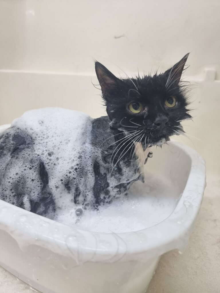 black cat being bathed in a small bath