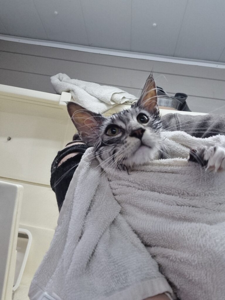 cat wrapped up in a towel after a bath