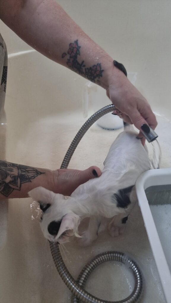 Cat being gradually introduced to water during a grooming appointment