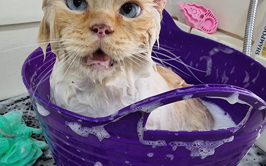Does your cat hate baths, or did they hate how you bathed them?
